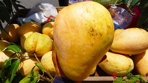 Big Mango Bet .